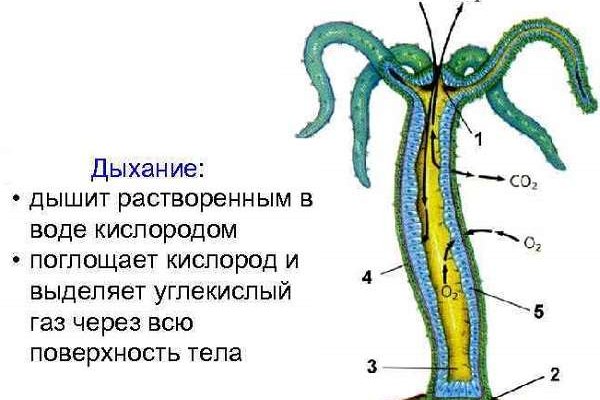 Кракен официальный